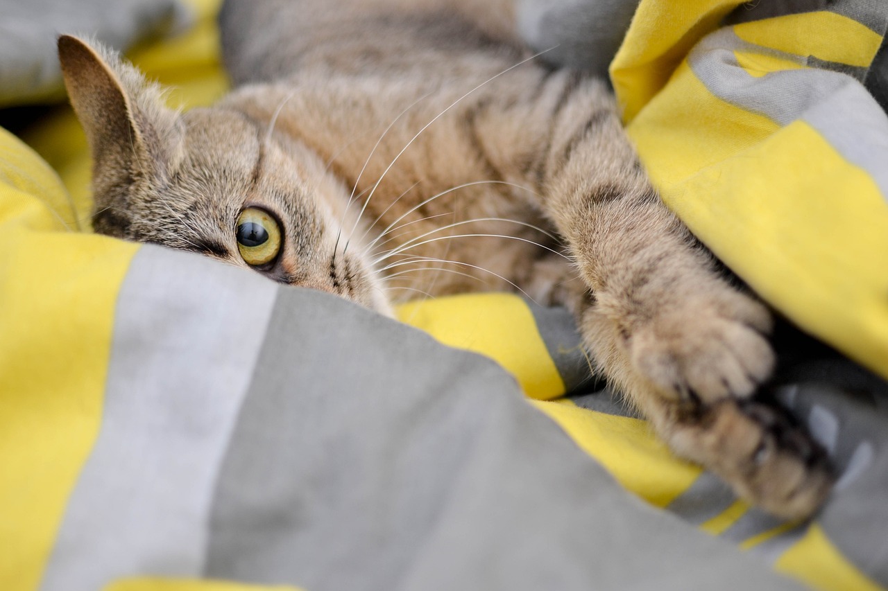 Understanding Behavioral Cues in Cats